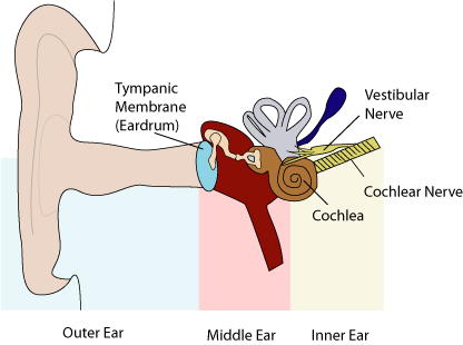 Diagram of the ear