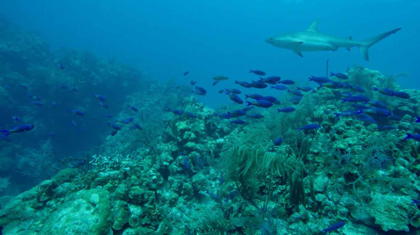 Scuba diving the Blue Hole – we saw thousands of beautiful creatures